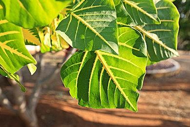 《蔷薇的夜宴2 蓝玉石》steam发售 肉鸽卡组构筑新游